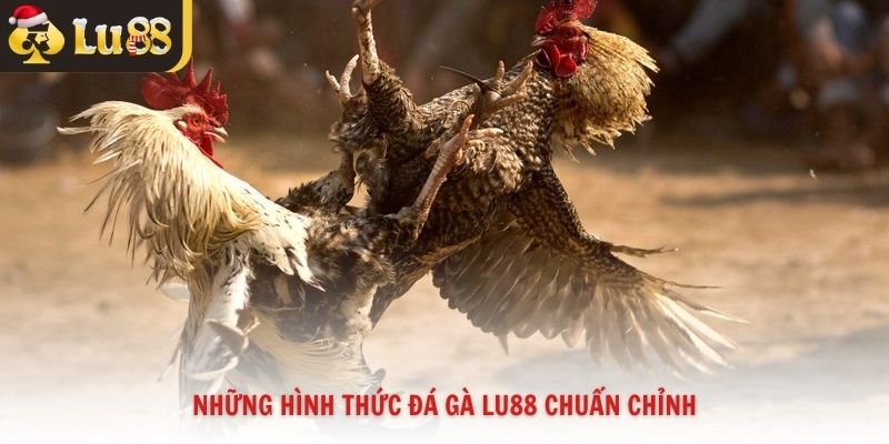 Những hình thức đá gà Lu88 chuẩn chỉnh