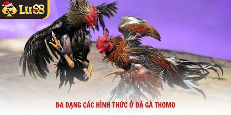 Đa dạng các hình thức ở đá gà Thomo